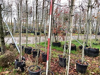 Sierkers - sierboom (2x) - afbeelding 1 van  3