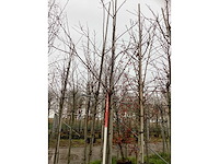 Sierkers - sierboom (2x) - afbeelding 2 van  3