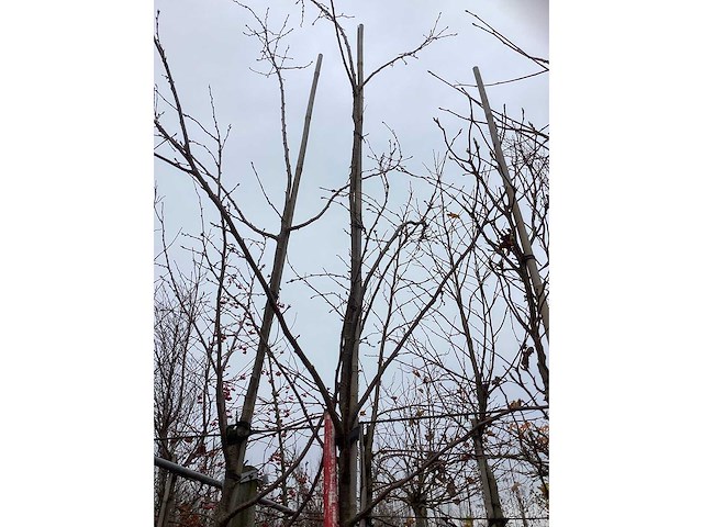 Sierkers - sierboom (2x) - afbeelding 3 van  3