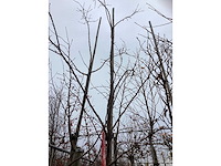 Sierkers - sierboom (2x) - afbeelding 3 van  3