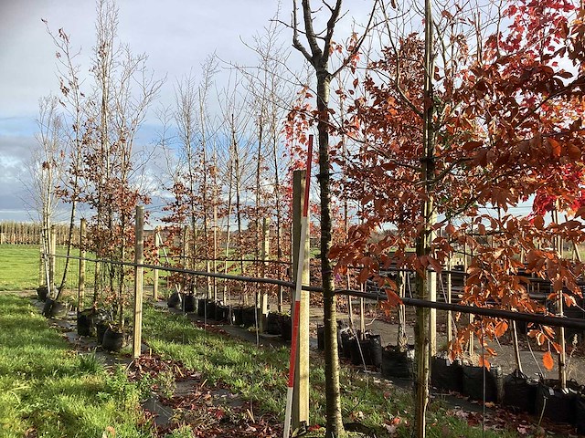 Sierkers - sierboom - afbeelding 1 van  3