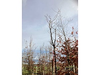 Sierkers - sierboom - afbeelding 2 van  3