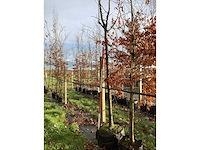 Sierkers - sierboom - afbeelding 3 van  3