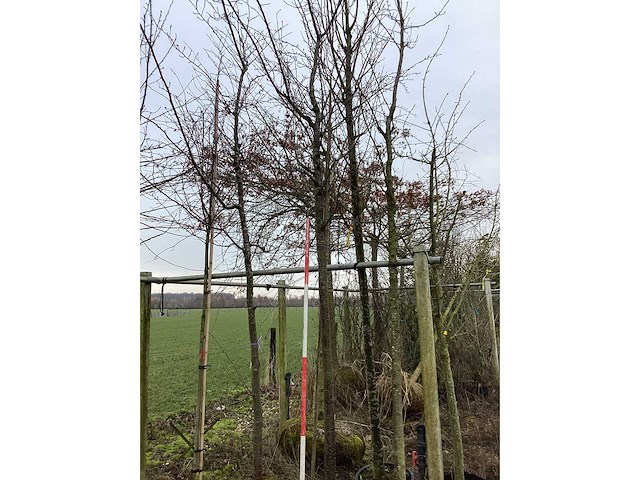 Sierkers - sierboom - afbeelding 2 van  2