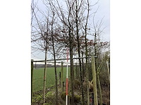 Sierkers - sierboom - afbeelding 2 van  2