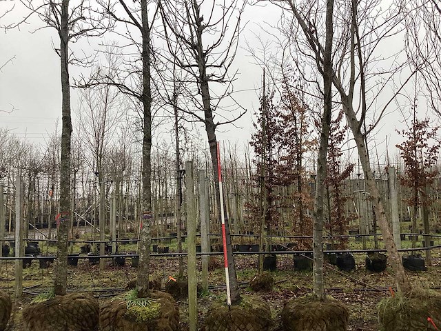 Sierkers - sierboom - afbeelding 1 van  3