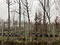 Sierkers - sierboom - afbeelding 1 van  3