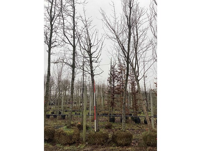 Sierkers - sierboom - afbeelding 2 van  3