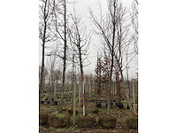 Sierkers - sierboom - afbeelding 2 van  3