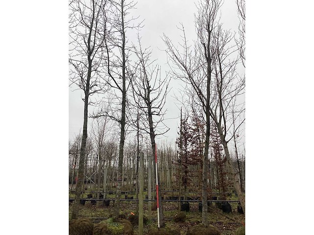 Sierkers - sierboom - afbeelding 3 van  3