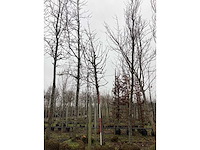 Sierkers - sierboom - afbeelding 3 van  3