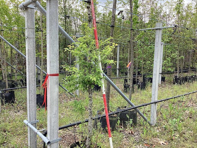 Sierkers - sierboom - afbeelding 1 van  2