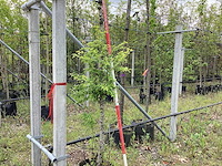 Sierkers - sierboom - afbeelding 1 van  2