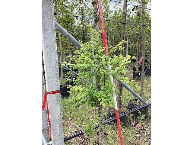 Sierkers - sierboom - afbeelding 2 van  2