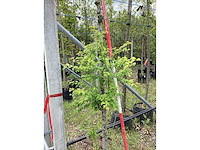 Sierkers - sierboom - afbeelding 2 van  2