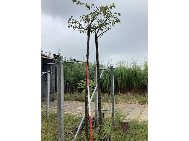 Sierkers - sierboom - afbeelding 2 van  2