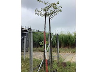 Sierkers - sierboom - afbeelding 2 van  2