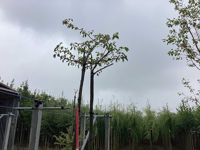 Sierkers - sierboom - afbeelding 1 van  2
