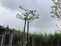 Sierkers - sierboom - afbeelding 1 van  2