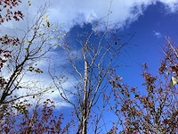 Sierkers - sierboom