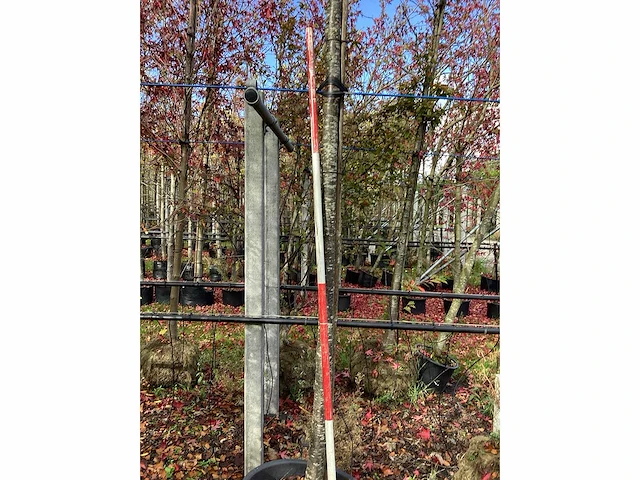 Sierkers - sierboom - afbeelding 2 van  2