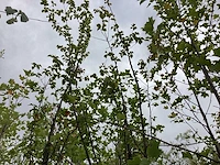 Sierkers - sierboom