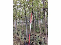 Sierkers - sierboom - afbeelding 1 van  2