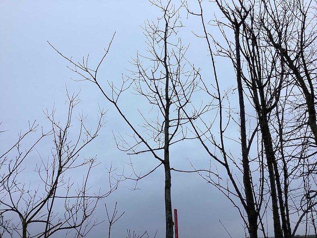 Sierkers - vormbomen - afbeelding 1 van  2