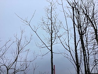 Sierkers - vormbomen - afbeelding 1 van  2