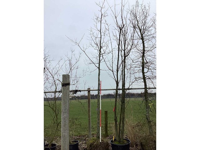 Sierkers - vormbomen - afbeelding 2 van  2