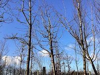 Sierkers - vormbomen - afbeelding 1 van  2