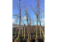 Sierkers - vormbomen - afbeelding 2 van  2