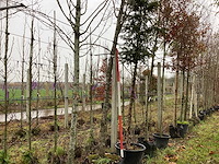 Sierkers - vormboom - afbeelding 1 van  3