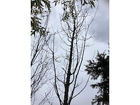 Sierkers - vormboom - afbeelding 2 van  3