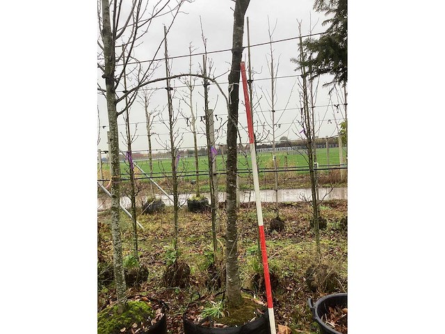 Sierkers - vormboom - afbeelding 3 van  3