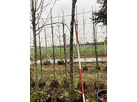 Sierkers - vormboom - afbeelding 3 van  3