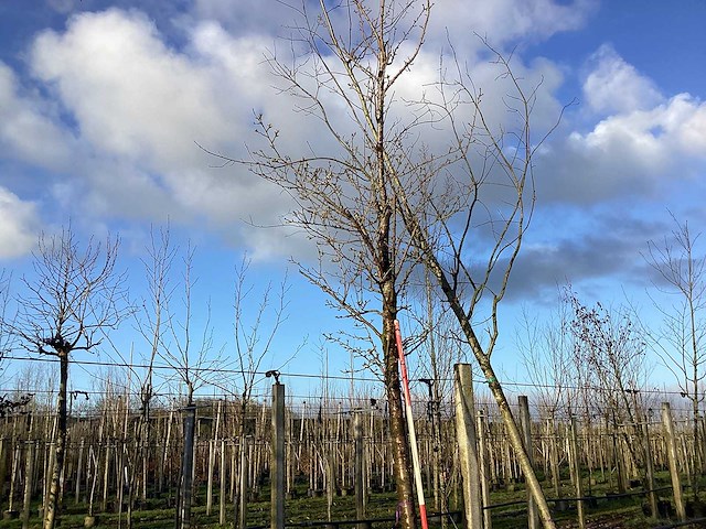 Sierkers - vormboom - afbeelding 1 van  2