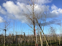 Sierkers - vormboom - afbeelding 1 van  2