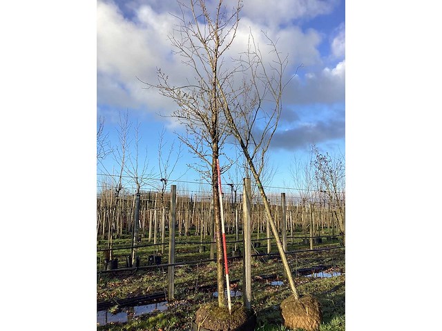 Sierkers - vormboom - afbeelding 2 van  2