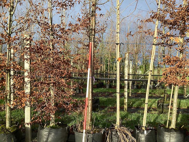 Sierkers - vrucht- / fruitboom - afbeelding 1 van  3