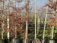 Sierkers - vrucht- / fruitboom - afbeelding 1 van  3