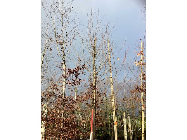 Sierkers - vrucht- / fruitboom - afbeelding 2 van  3