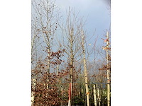 Sierkers - vrucht- / fruitboom - afbeelding 2 van  3