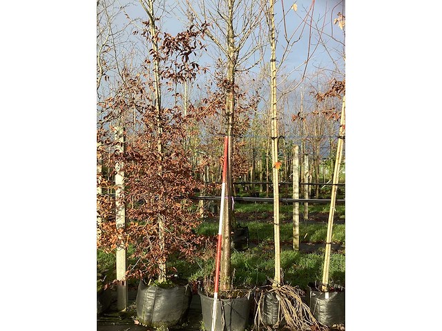 Sierkers - vrucht- / fruitboom - afbeelding 3 van  3