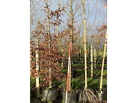 Sierkers - vrucht- / fruitboom - afbeelding 3 van  3