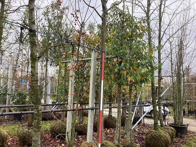 Sierkers - vrucht- / fruitboom - afbeelding 1 van  3