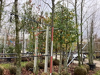 Sierkers - vrucht- / fruitboom - afbeelding 1 van  3