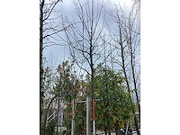 Sierkers - vrucht- / fruitboom - afbeelding 2 van  3