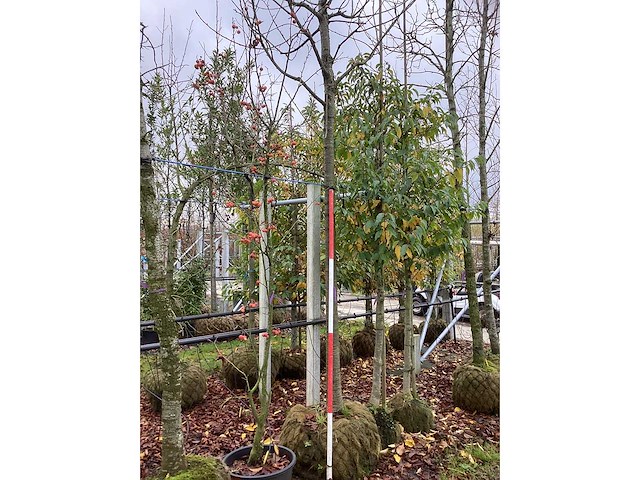 Sierkers - vrucht- / fruitboom - afbeelding 3 van  3