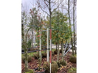 Sierkers - vrucht- / fruitboom - afbeelding 3 van  3